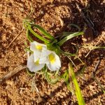 Tiny unknown Morea at Pedroskloof morea