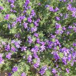 Beautiful blue scented bush, seen in a few places on Friday. Would make lovely garden plant.Identified as Jamesbrittenia fruticosa. blue bush