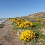 Yellow daisy bushes along N7 with granite koppies N of Springbok daisy bushes