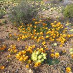 Hillside of yellow vygies outside Speingbok yellow vygie