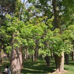 silk floss trees